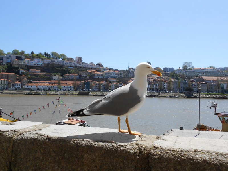 Seagull on a harbor wall