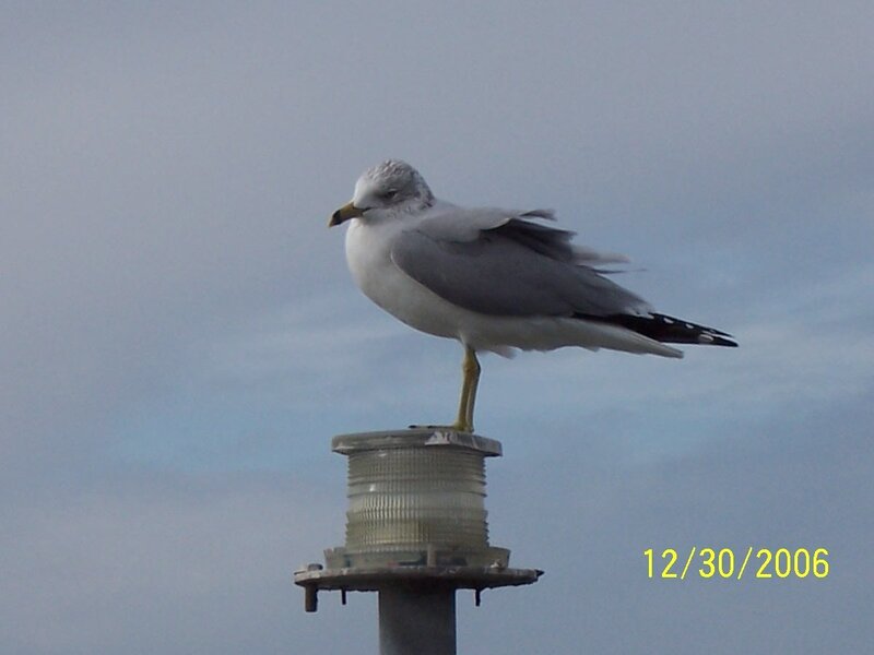 Seagull on a light post