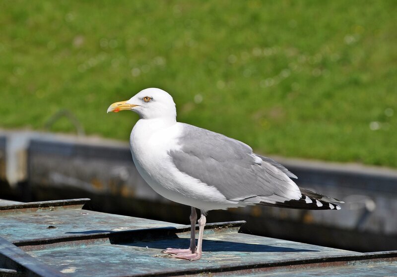 Seagull on a metal surface
