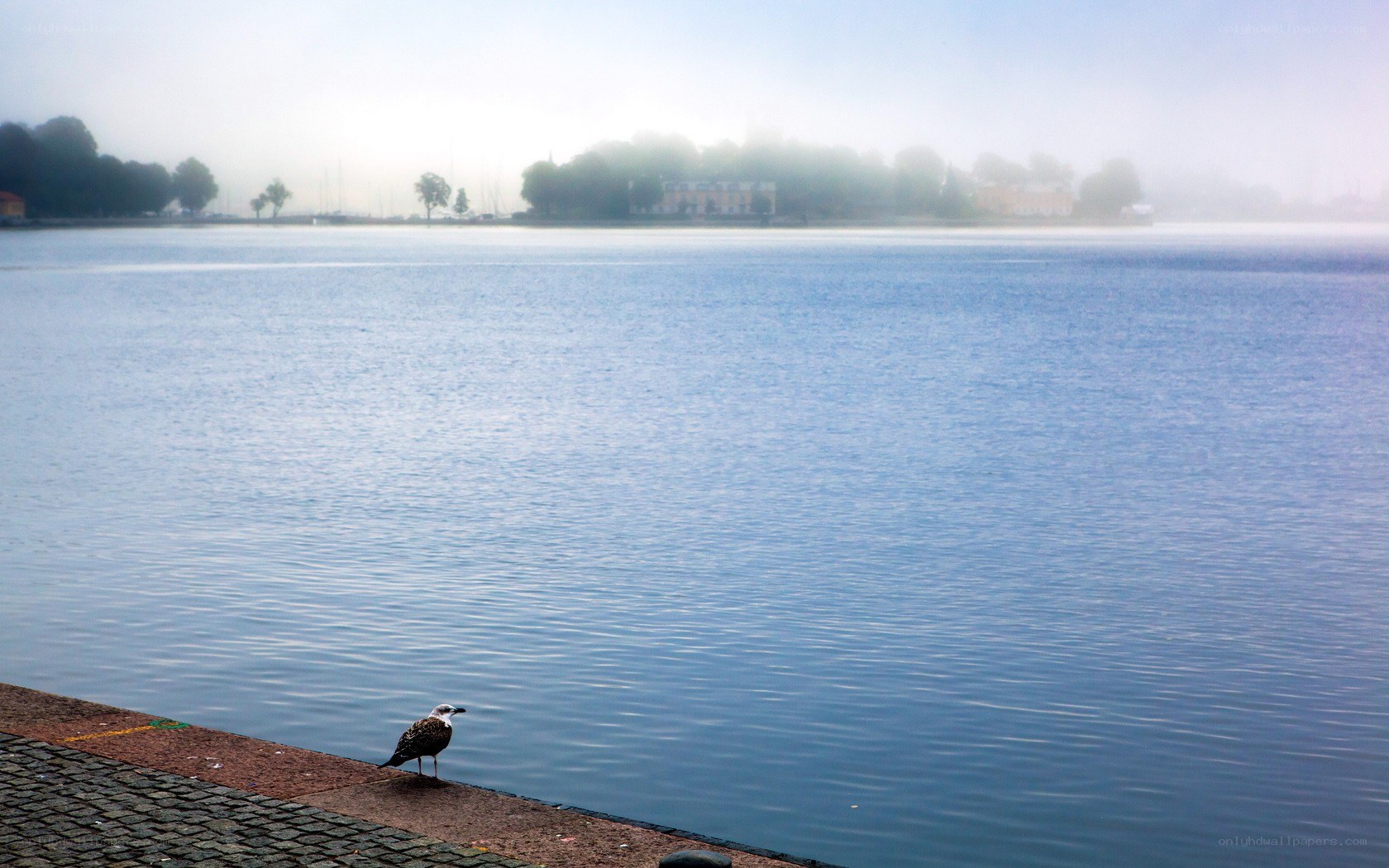 Seagull on a misty waterfront