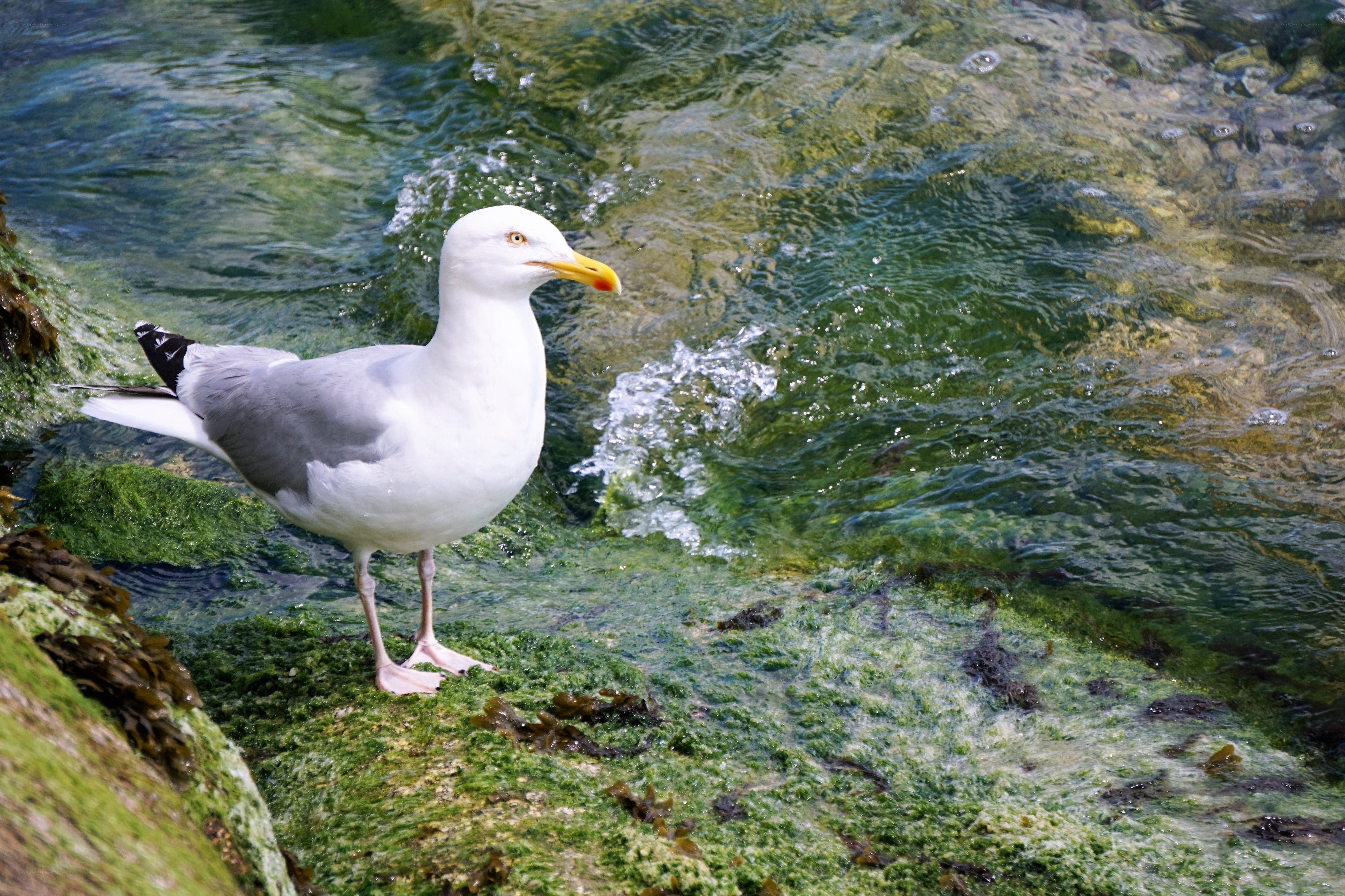 Seagull on a mossy rock