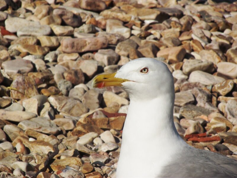 Seagull on a pebble beach