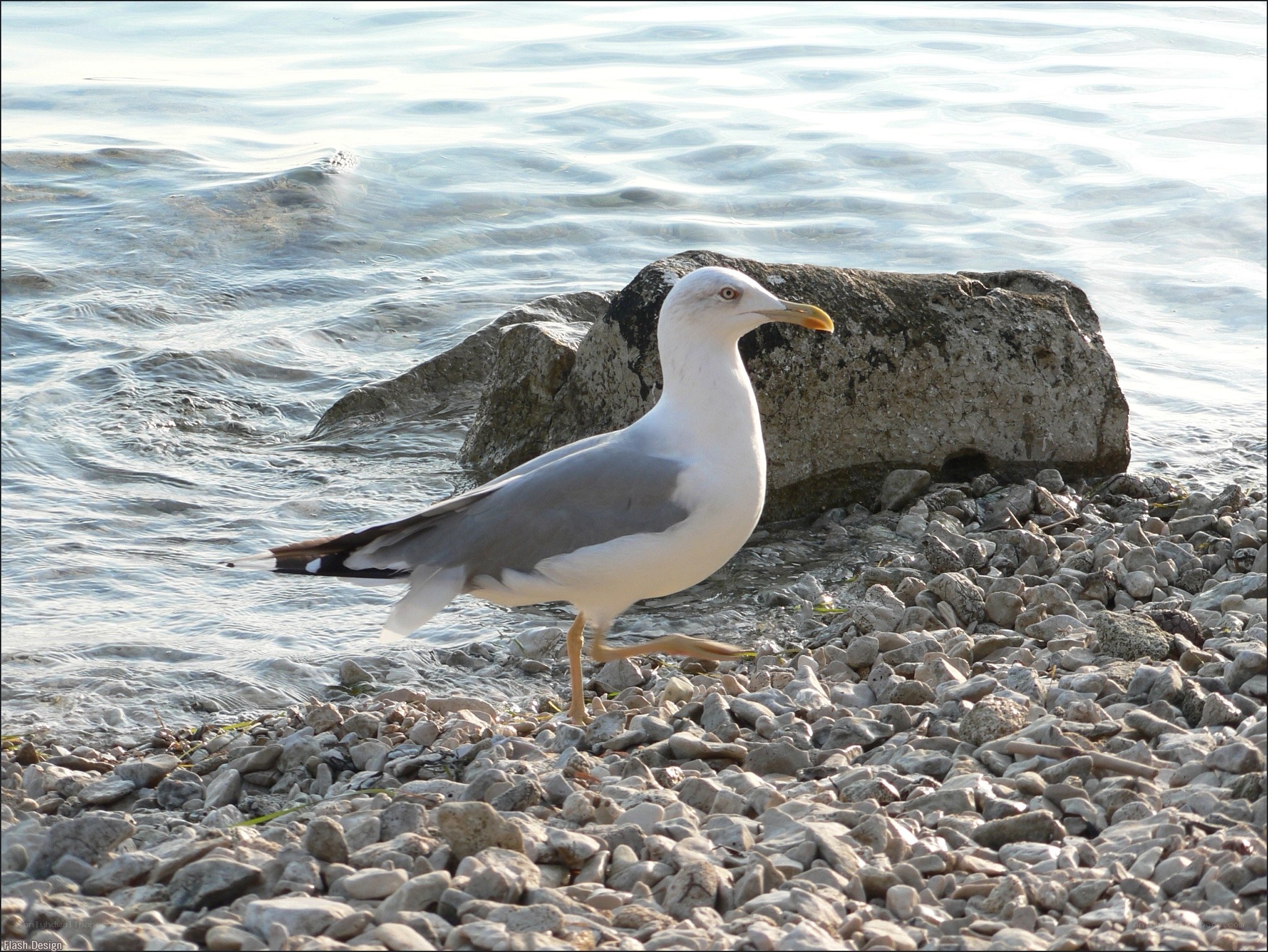 Seagull on a pebble beach