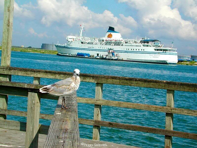 Seagull on a Pier — Blue