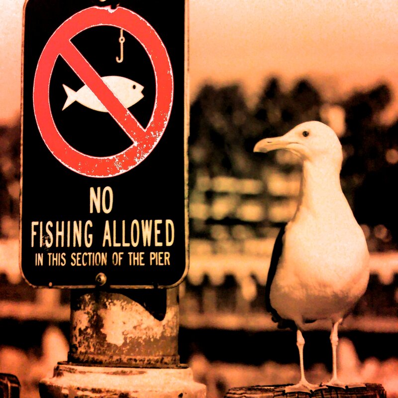 Seagull on a Pier — Brown