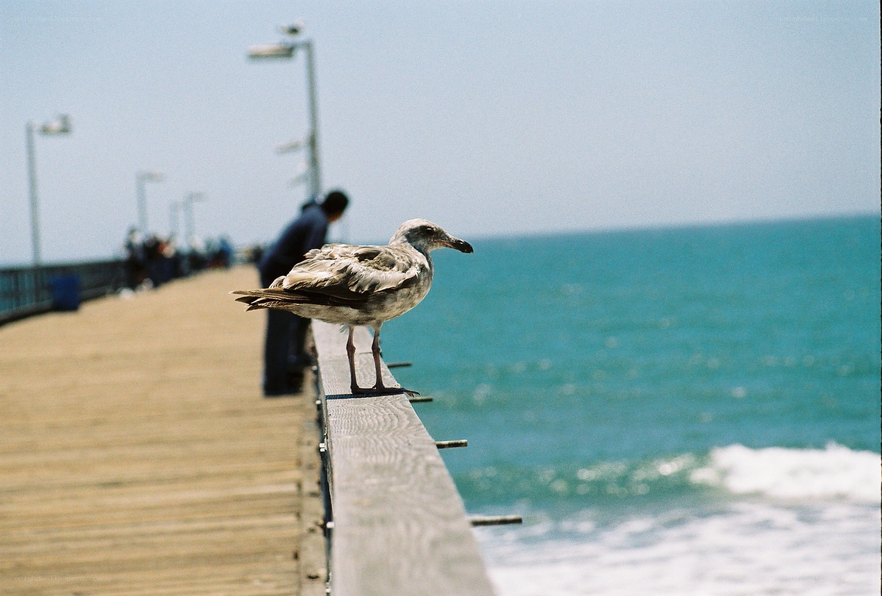Seagull on a pier