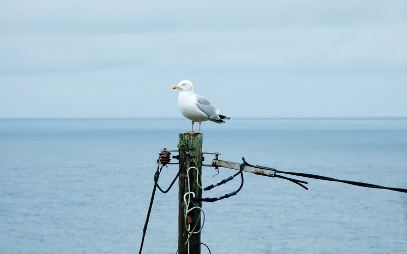 Seagull on a pole by the sea
