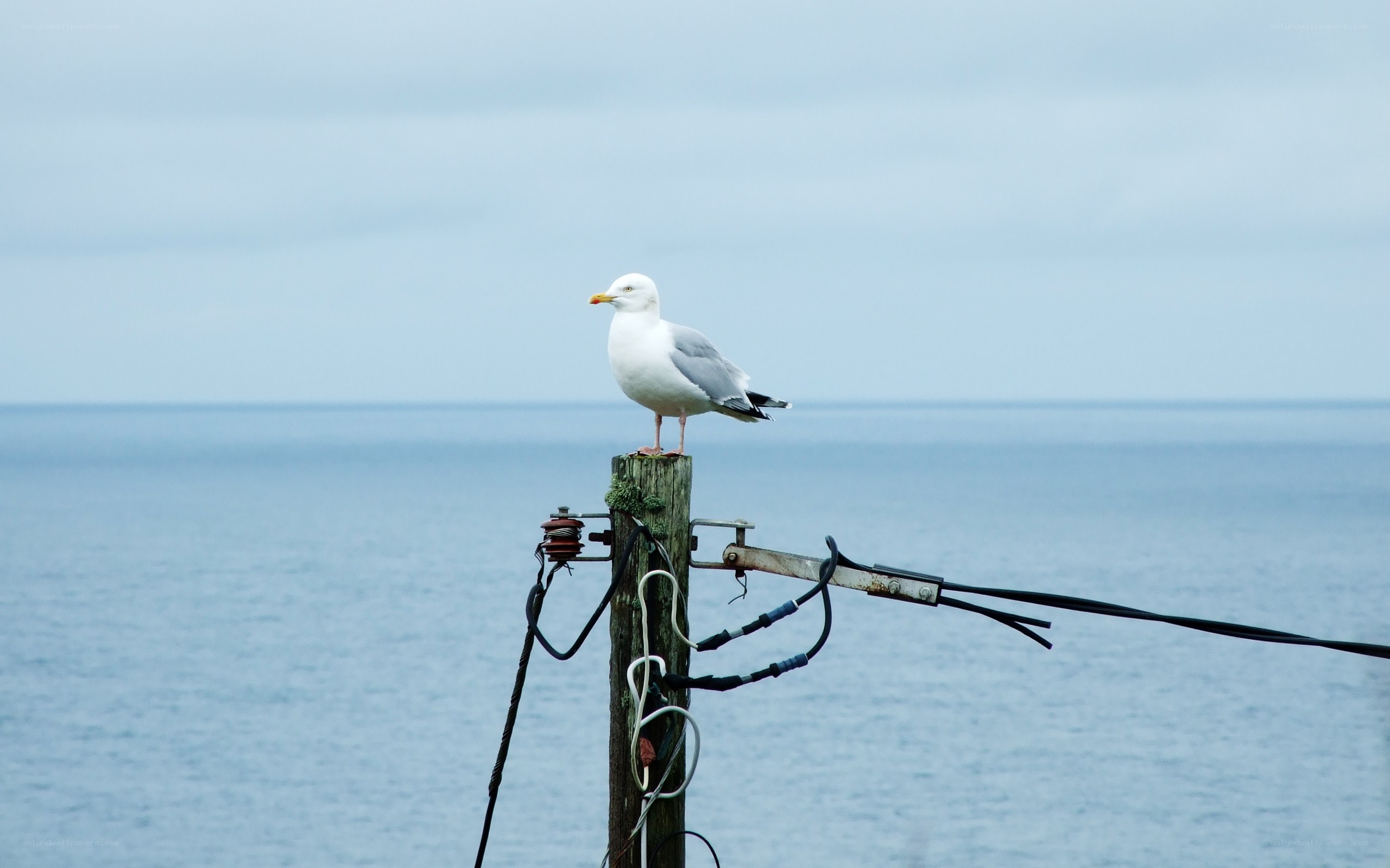 Seagull on a pole by the sea