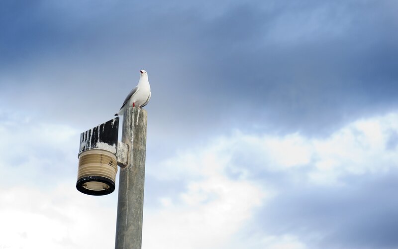 Seagull on a pole