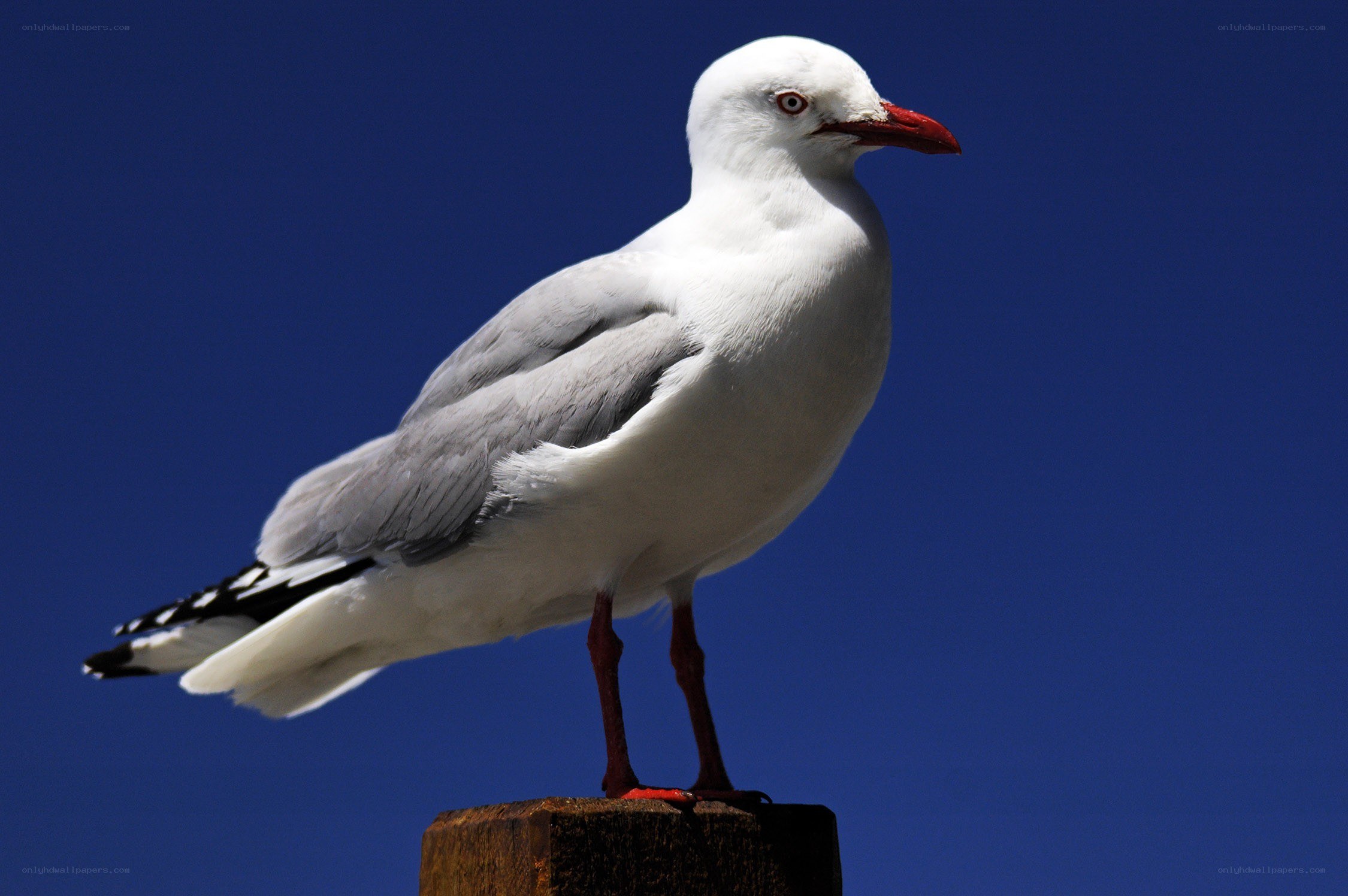 Seagull on a post