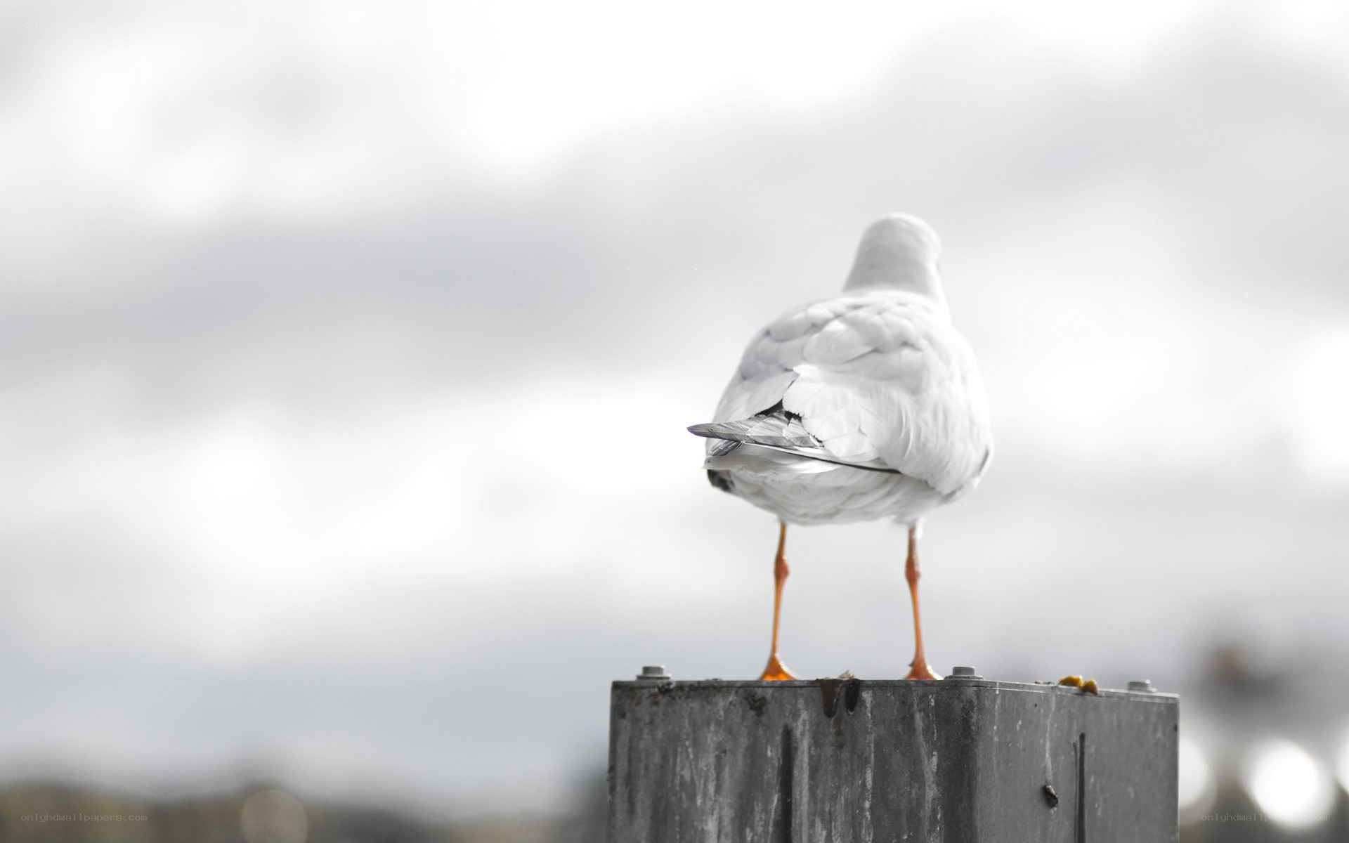 Seagull on a post