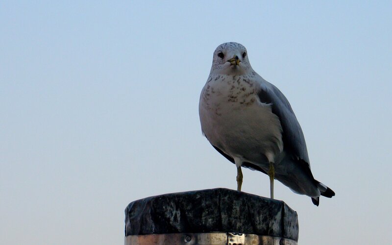 seagull on a post