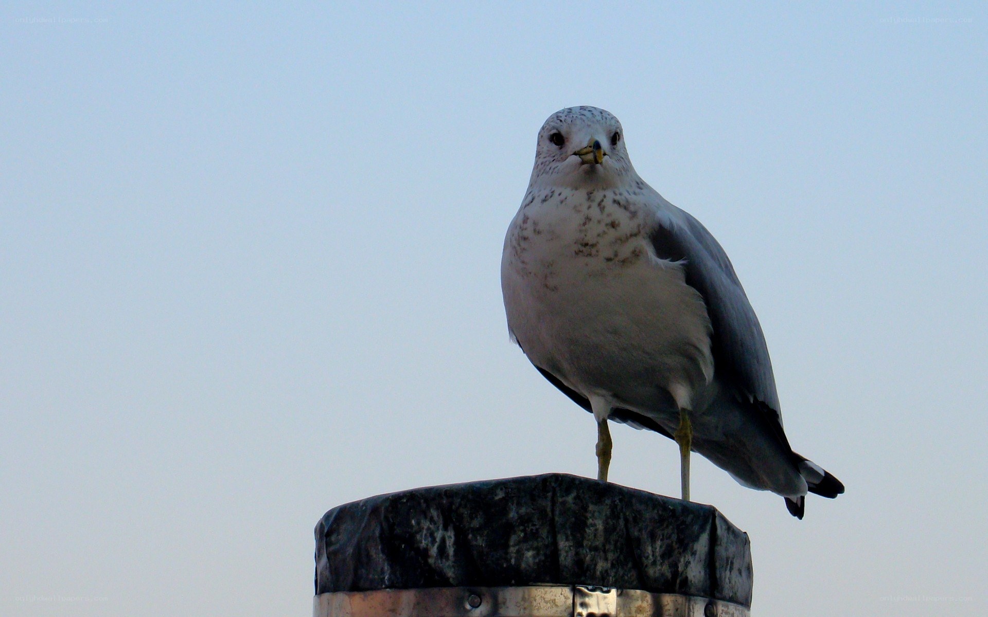seagull on a post