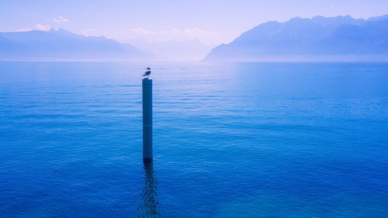 Seagull on a Post — Blue