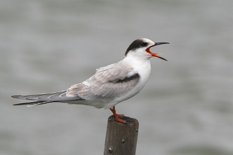 Seagull on a post