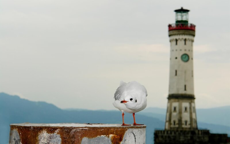 Seagull on a post with lighthouse
