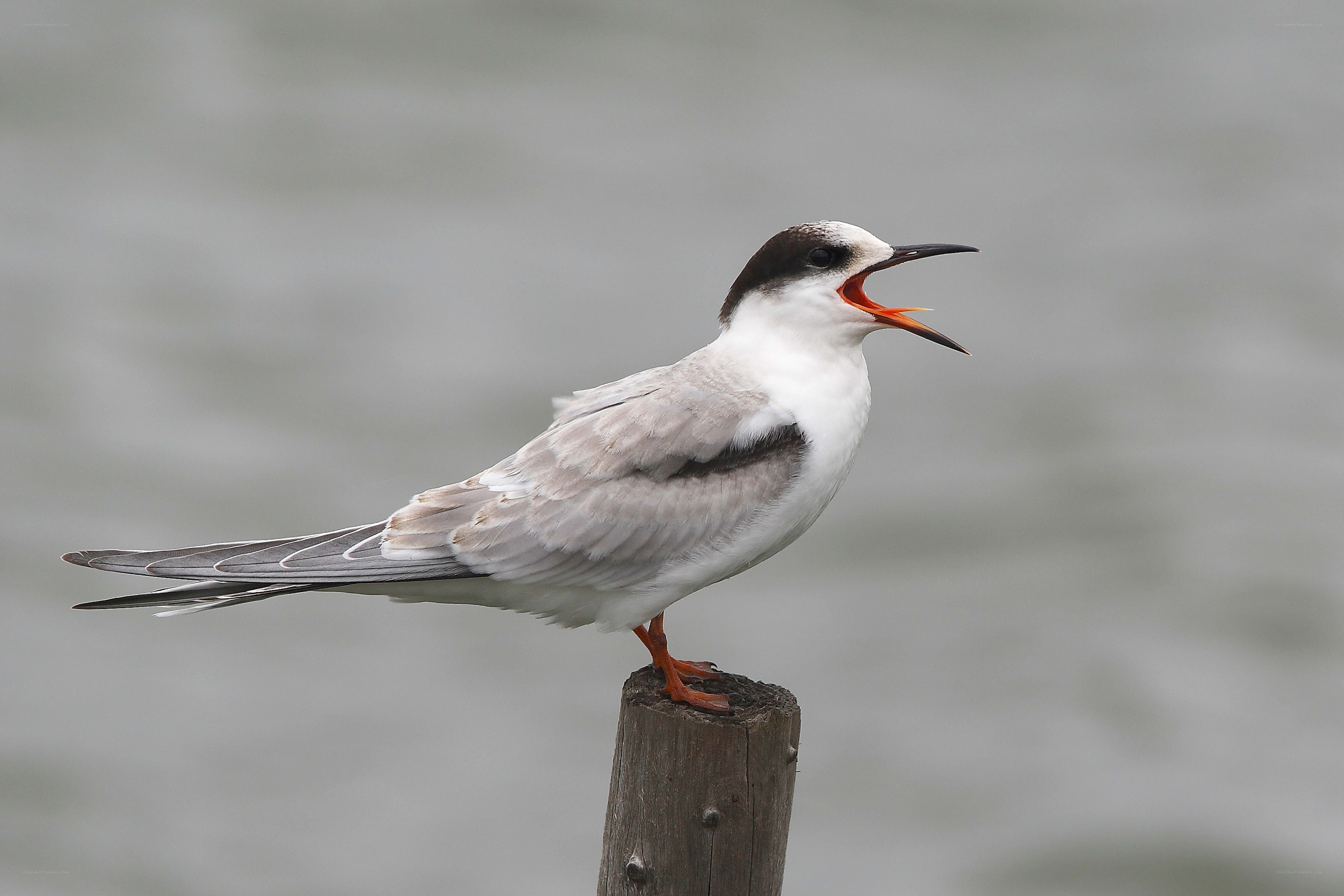 Seagull on a post