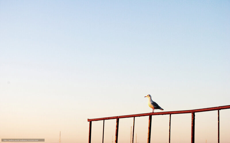 Seagull on a railing at sunset