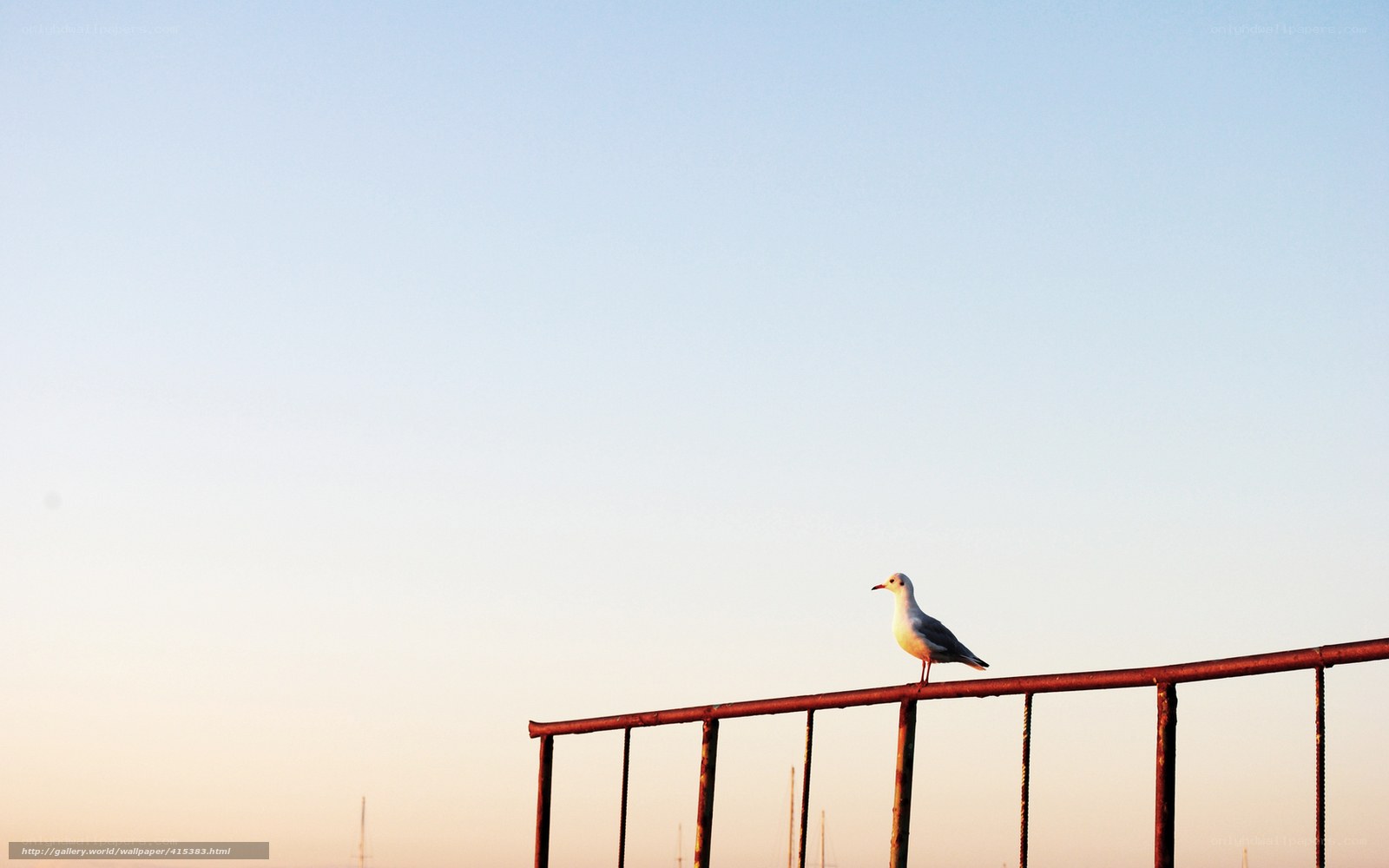 Seagull on a railing at sunset