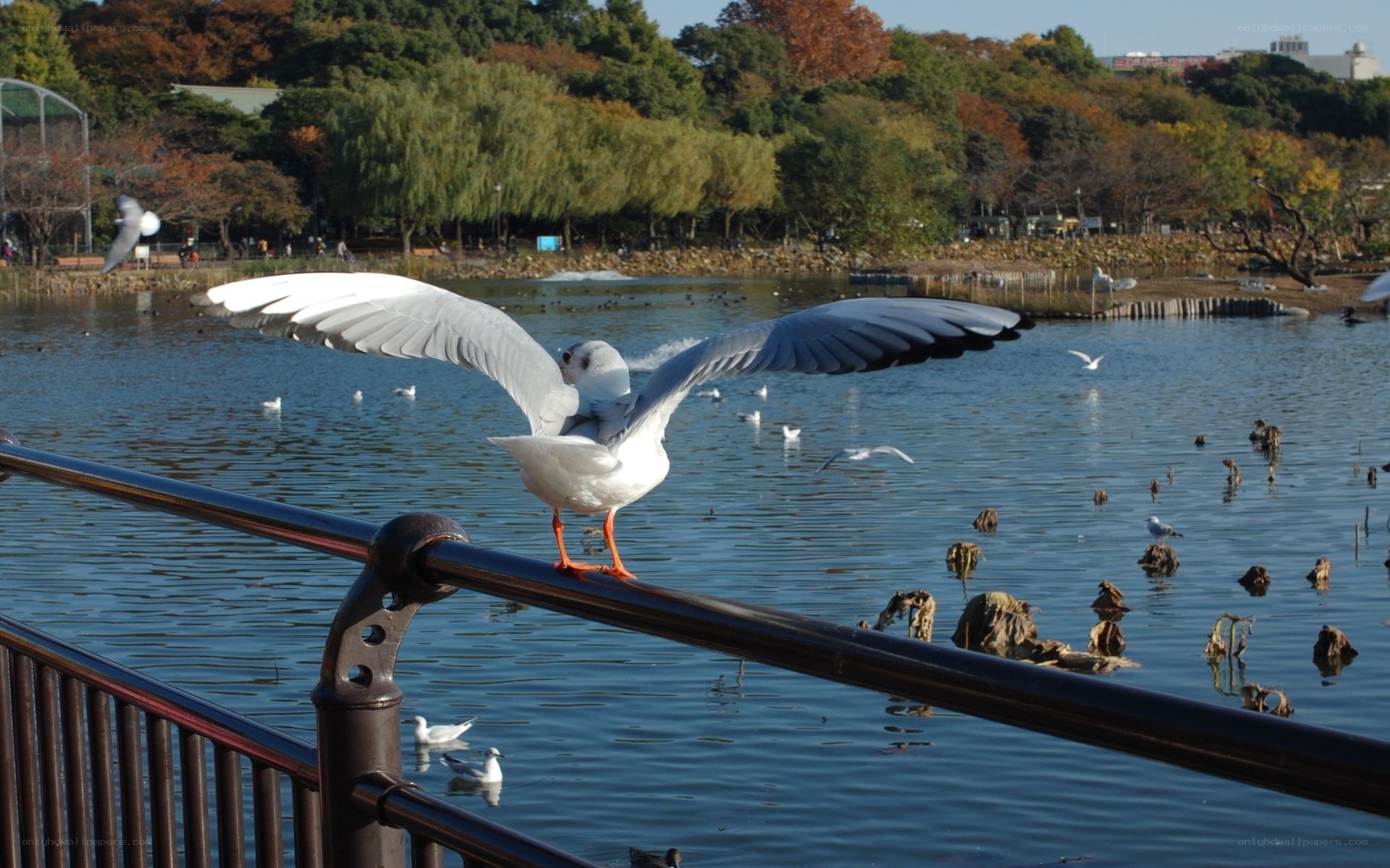 Seagull on a railing by a lake