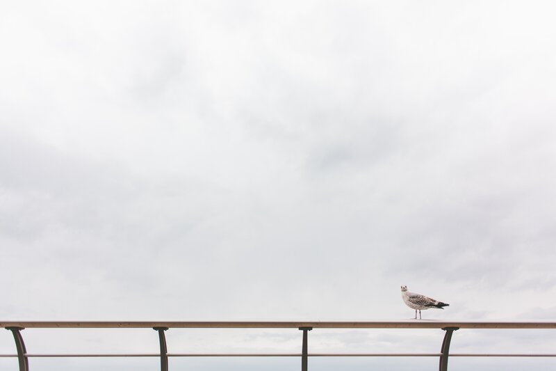 Seagull on a railing