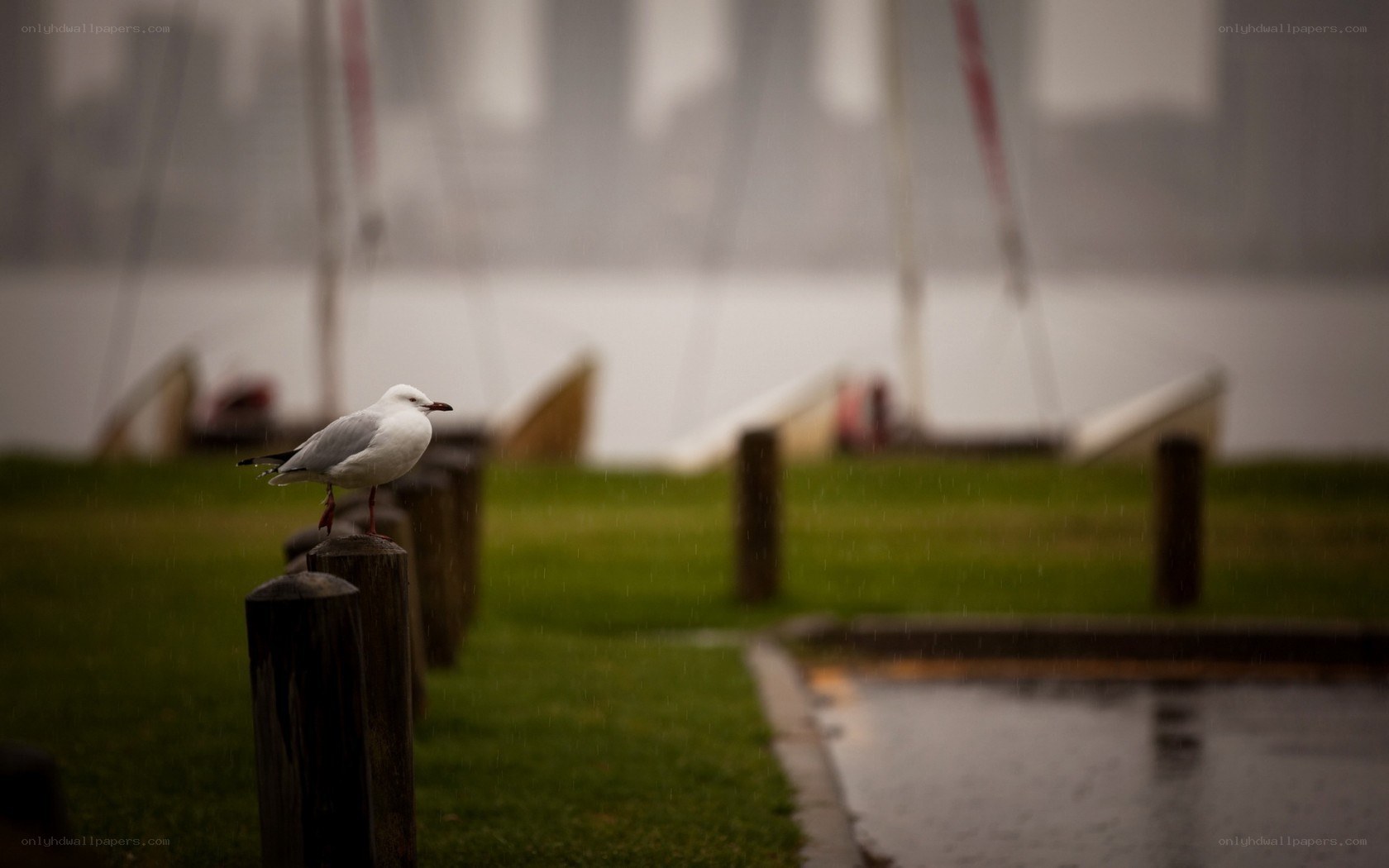 Seagull on a rainy day