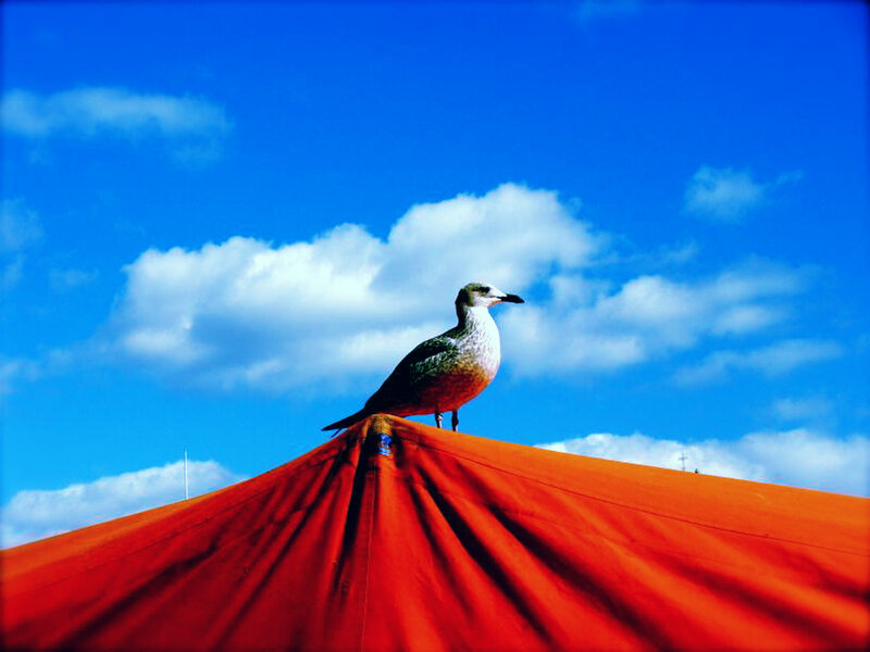 Seagull on a red tent
