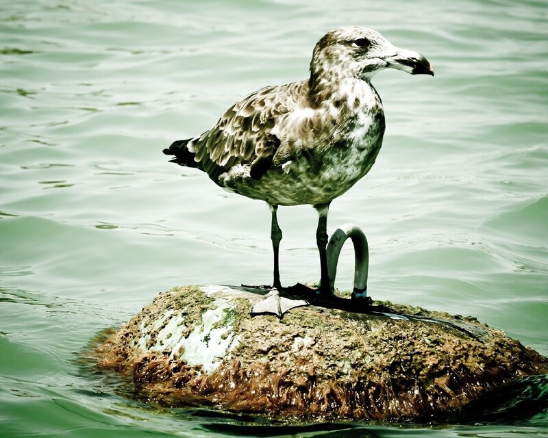 Seagull on a rock
