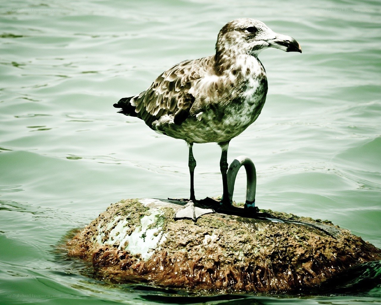 Seagull on a rock
