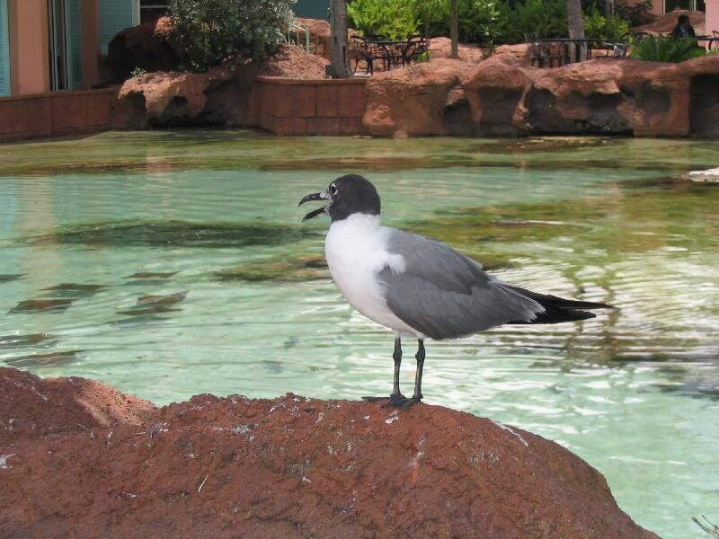 Seagull on a rock by water