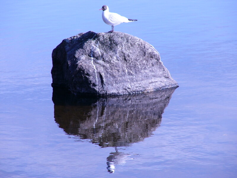 Seagull on a rock in water