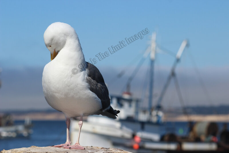 Seagull on a Rock — White