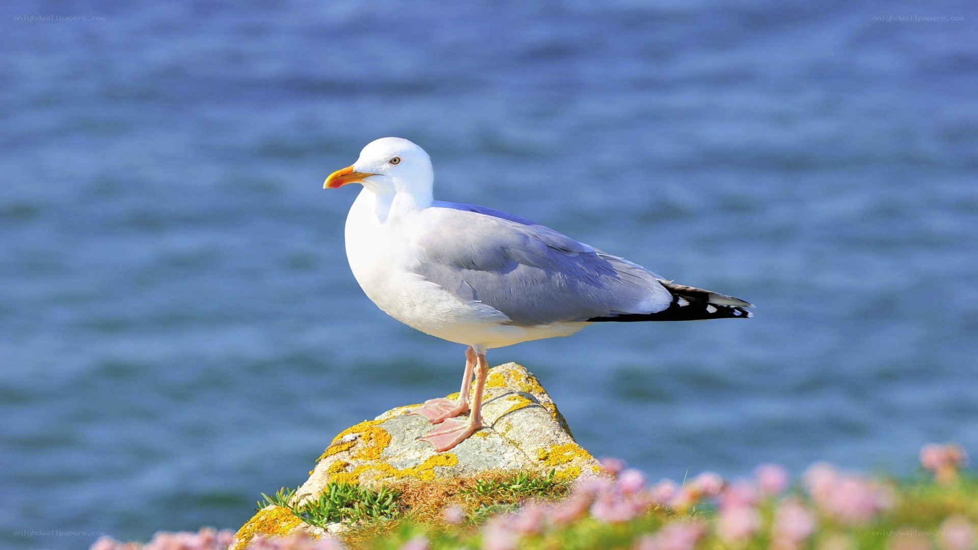 Seagull on a rocky outcrop