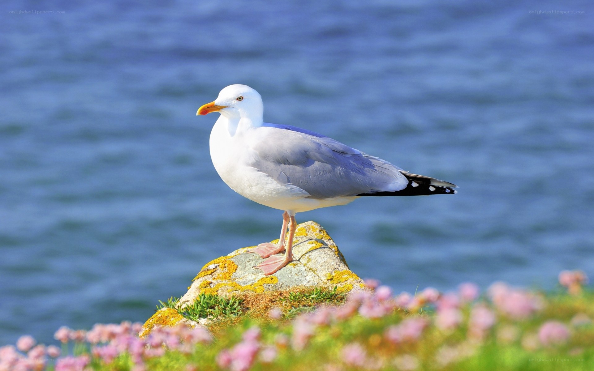 Seagull on a rocky outcrop