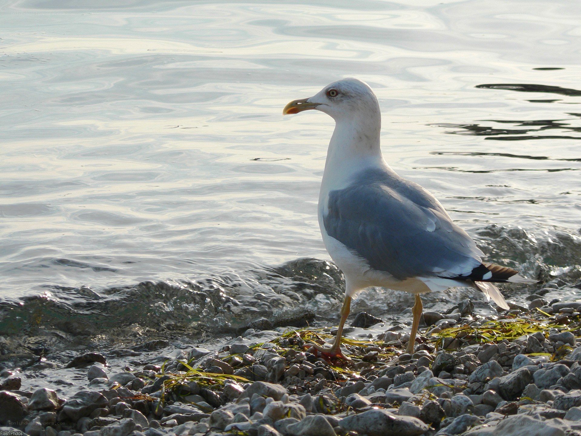 Seagull on a rocky shore