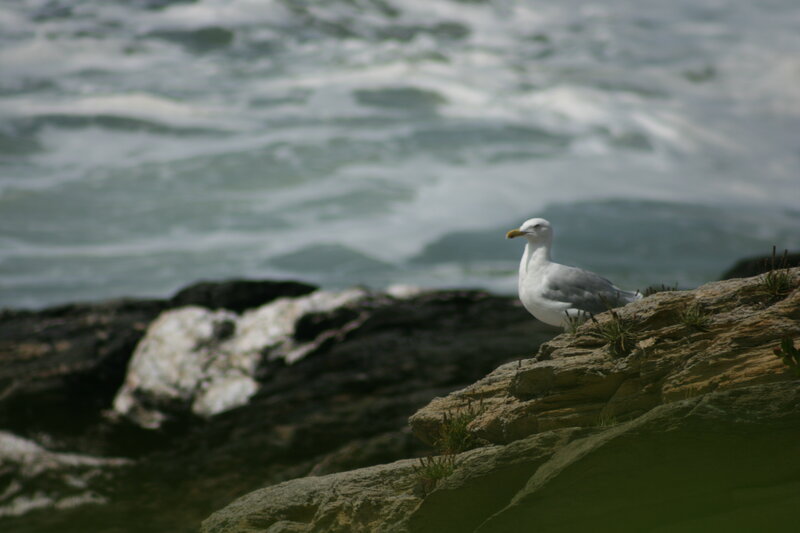 Seagull on a rocky shore