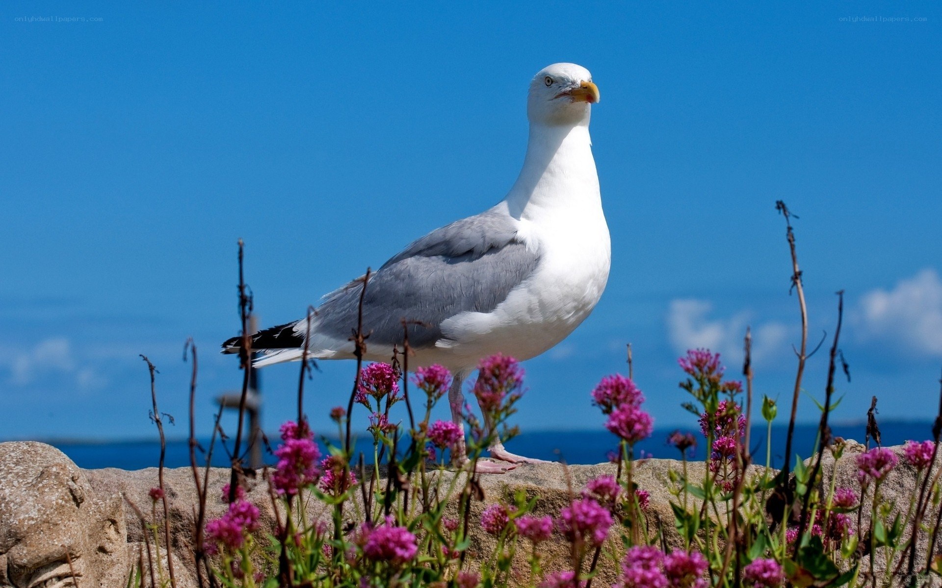 Seagull on a rocky shore