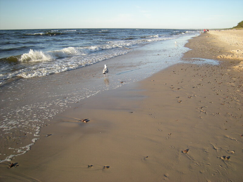 Seagull on a sandy beach