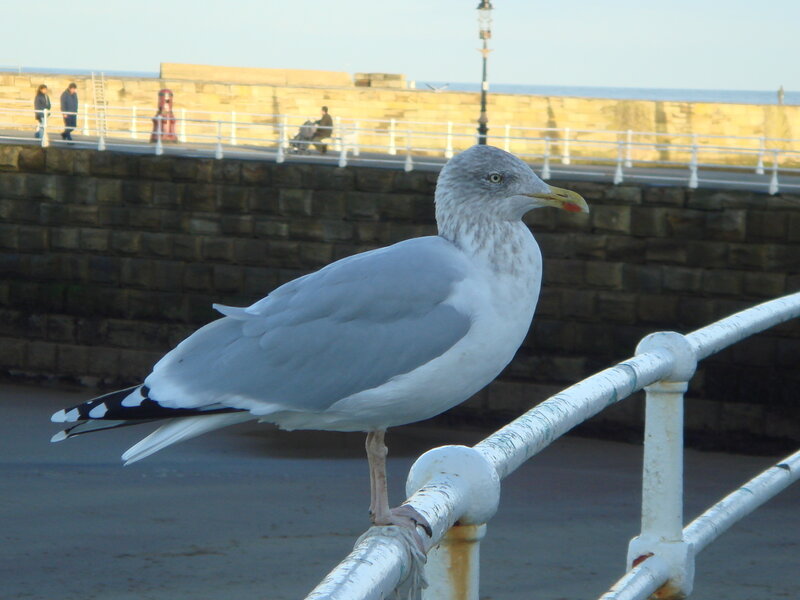 Seagull on a seaside railing