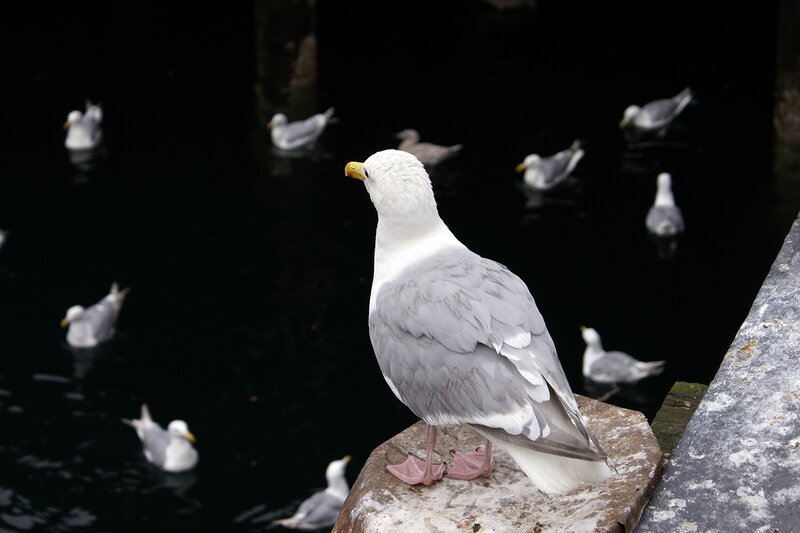 Seagull on a stone ledge