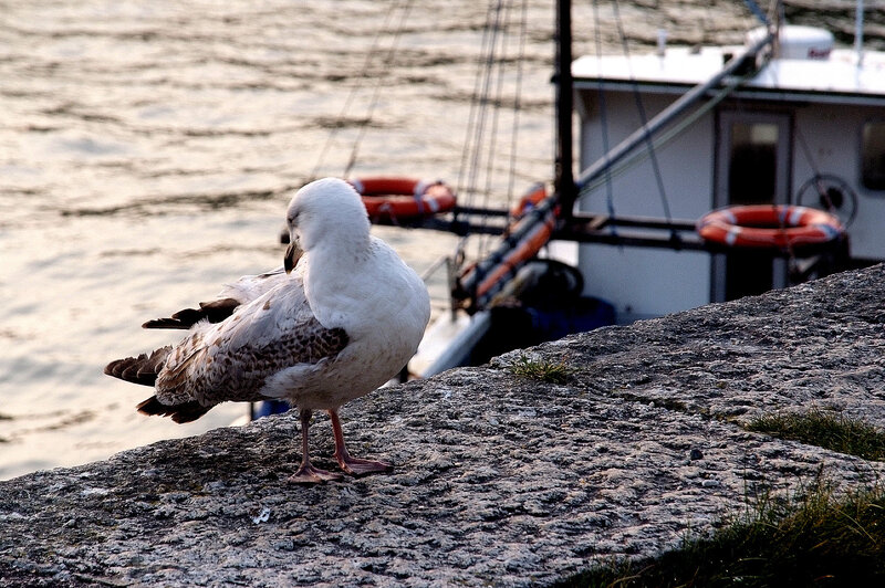 Seagull on a stone pier