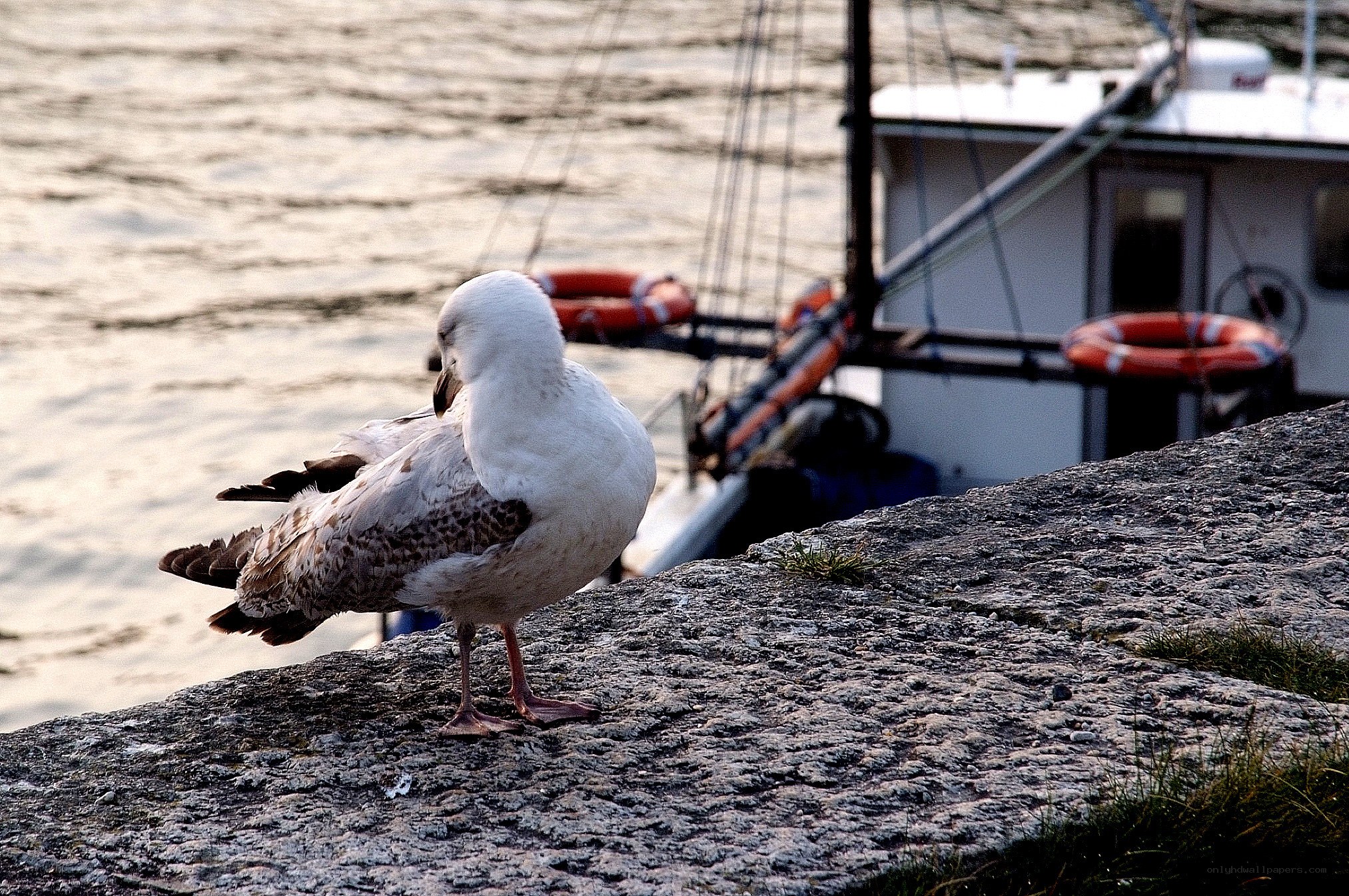 Seagull on a stone pier