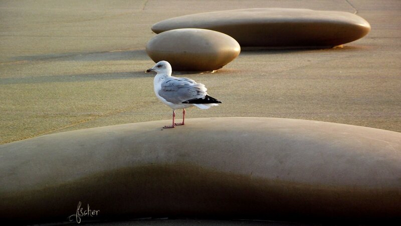Seagull on a stone sculpture