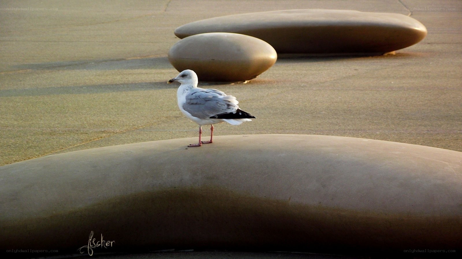 Seagull on a stone sculpture