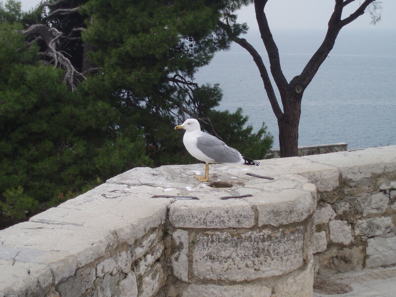 Seagull on a stone wall