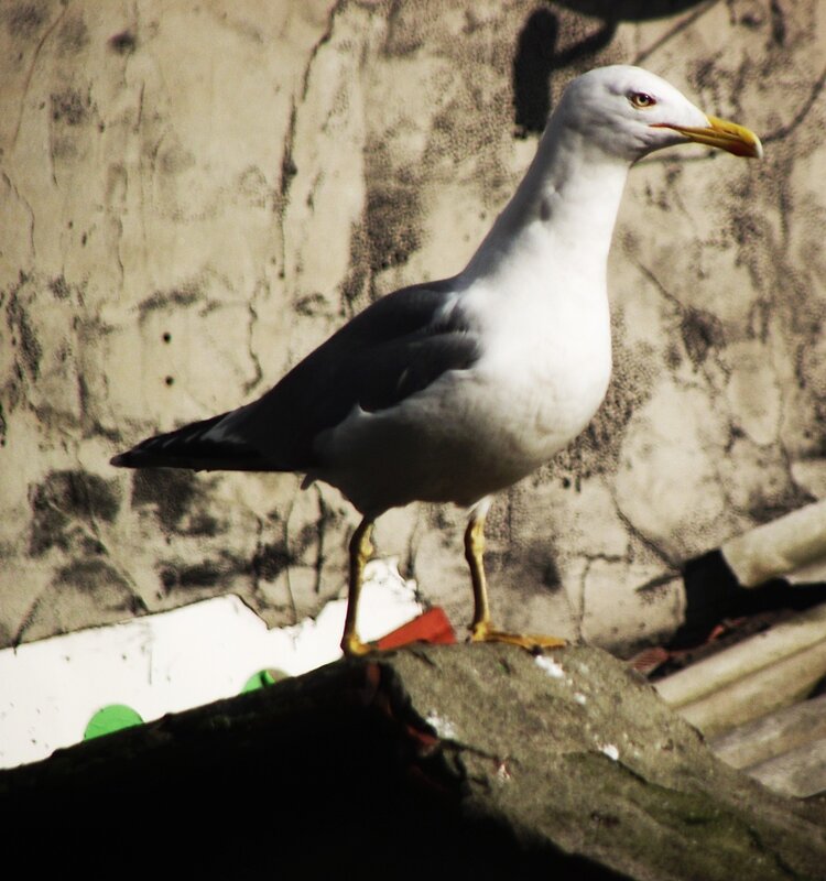 Seagull on a stone wall