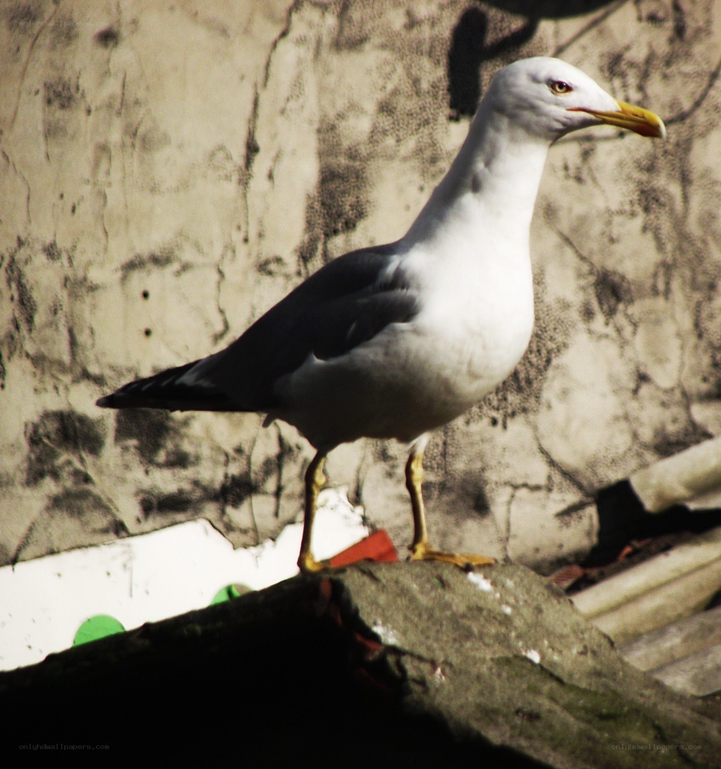 Seagull on a stone wall