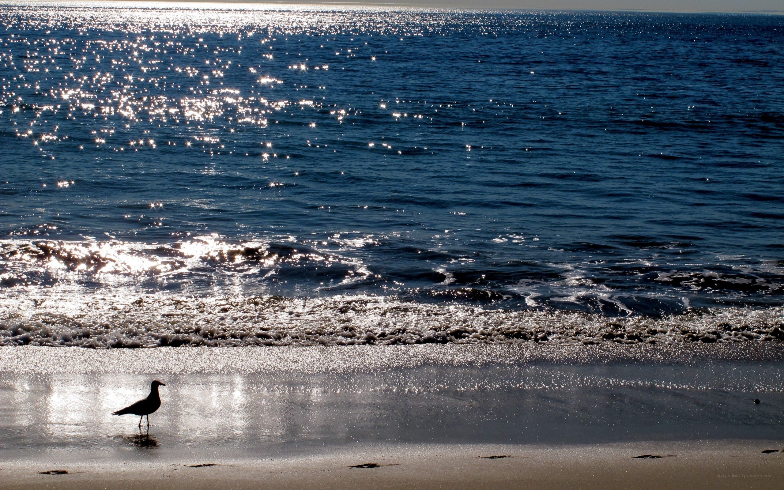 Seagull on a sunlit beach