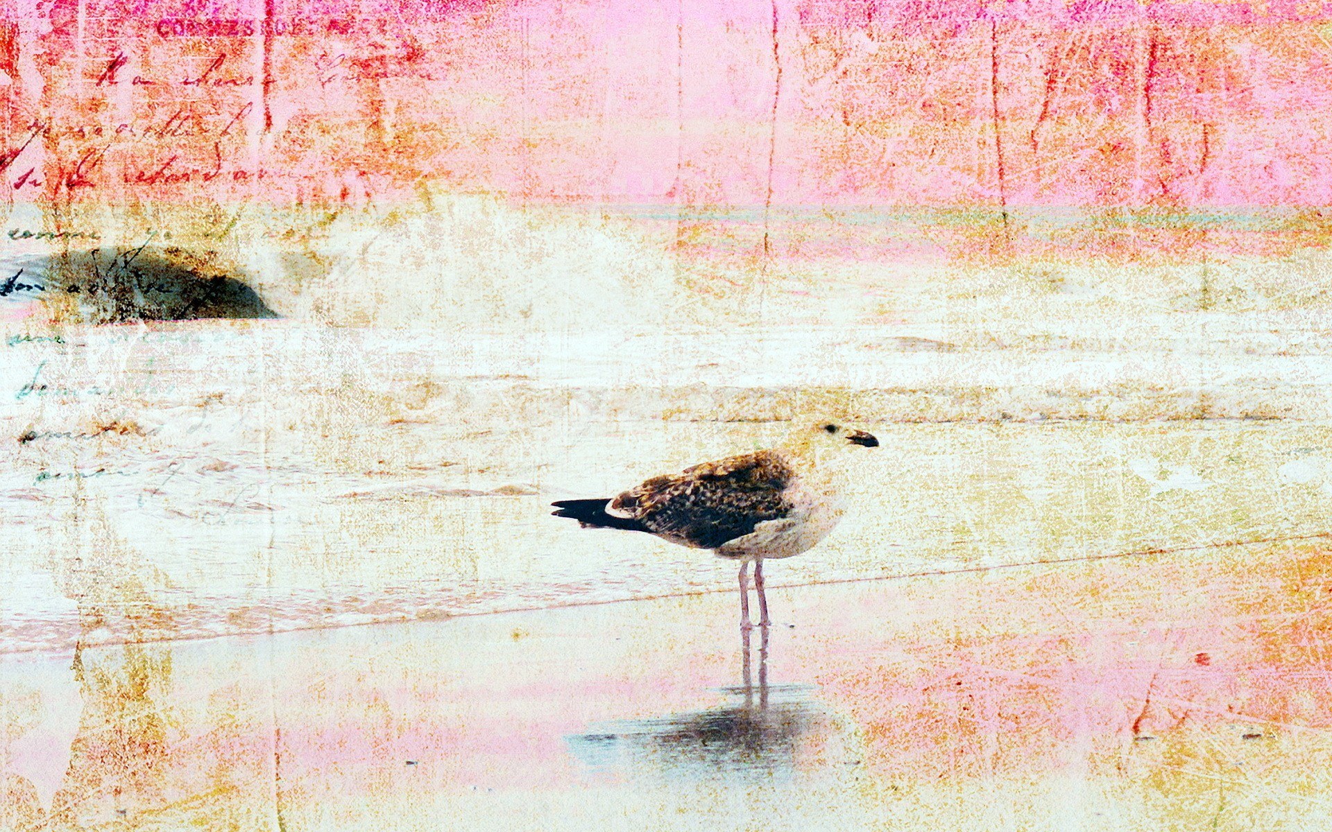 Seagull on a textured beach