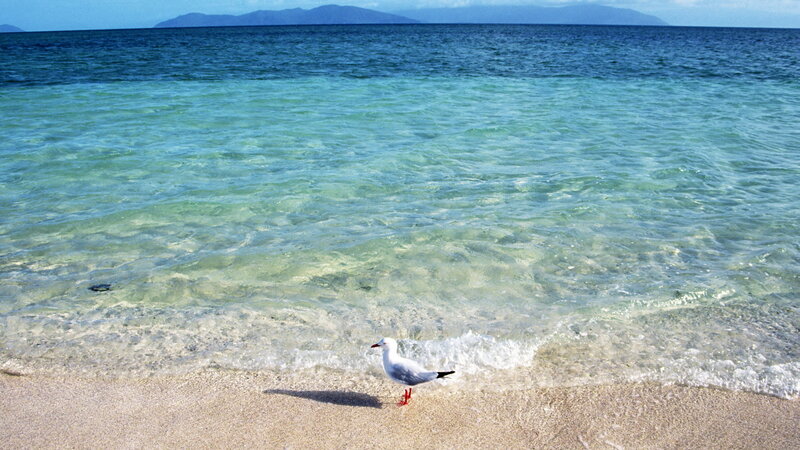 Seagull on a tropical beach
